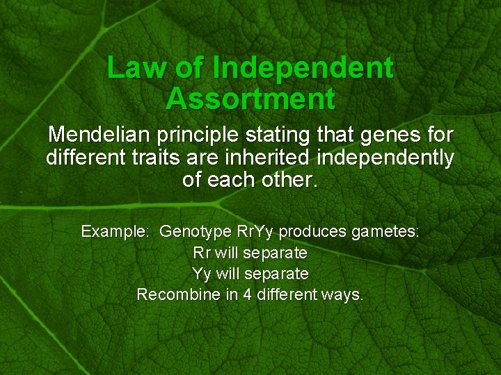 Slide 28 Law of Independent Assortment Mendelian principle stating that genes for different traits