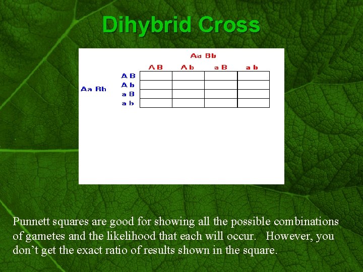 Slide 29 Dihybrid Cross Punnett squares are good for showing all the possible combinations