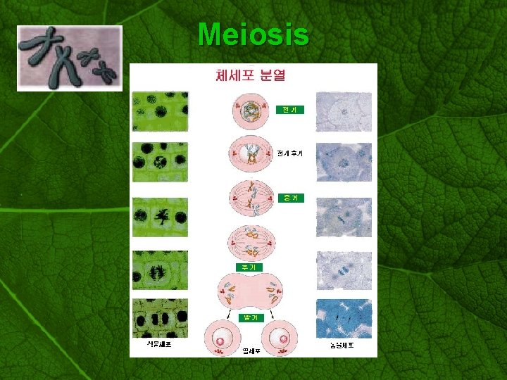 Slide 32 Meiosis 