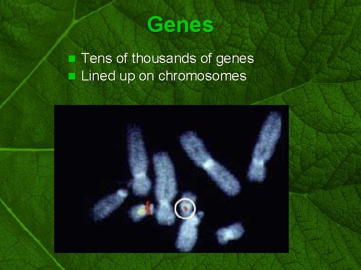 Slide 33 Genes Tens of thousands of genes n Lined up on chromosomes n