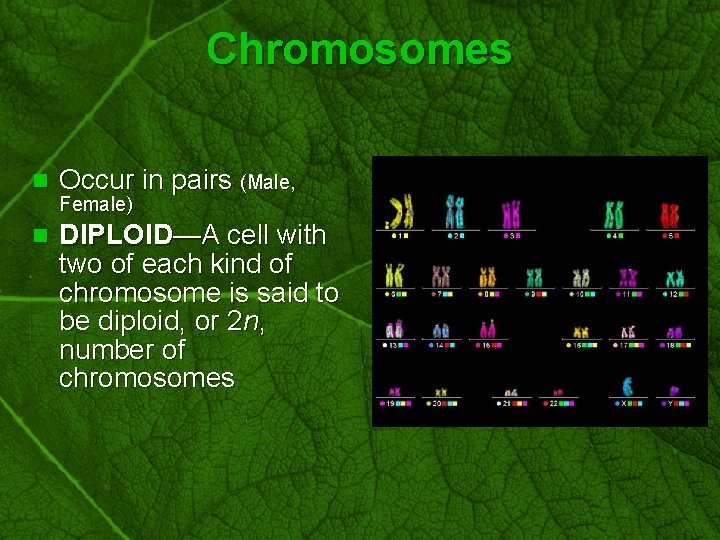 Slide 34 Chromosomes n Occur in pairs (Male, n DIPLOID—A cell with two of