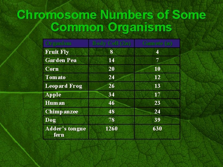 Slide 38 Chromosome Numbers of Some Common Organisms Organism Fruit Fly Garden Pea Corn