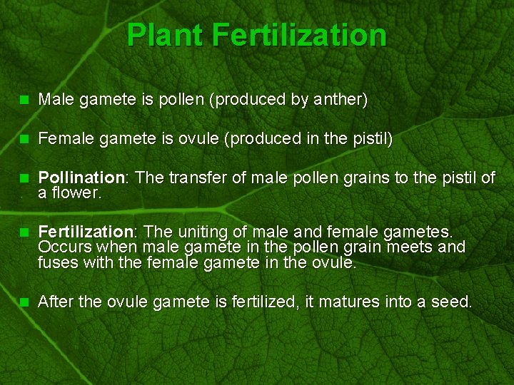 Slide 4 Plant Fertilization n Male gamete is pollen (produced by anther) n Female