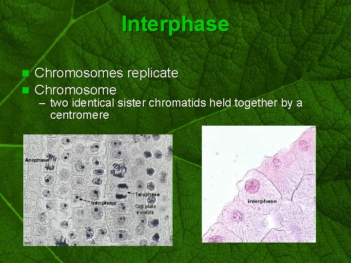 Slide 43 Interphase Chromosomes replicate n Chromosome n – two identical sister chromatids held