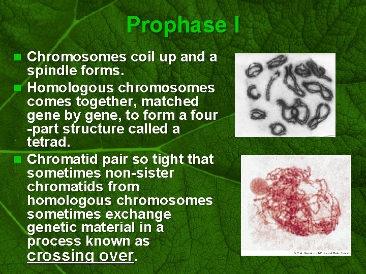 Slide 44 Prophase I Chromosomes coil up and a spindle forms. n Homologous chromosomes