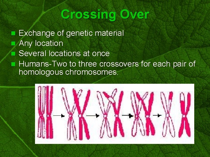 Slide 45 Crossing Over Exchange of genetic material n Any location n Several locations