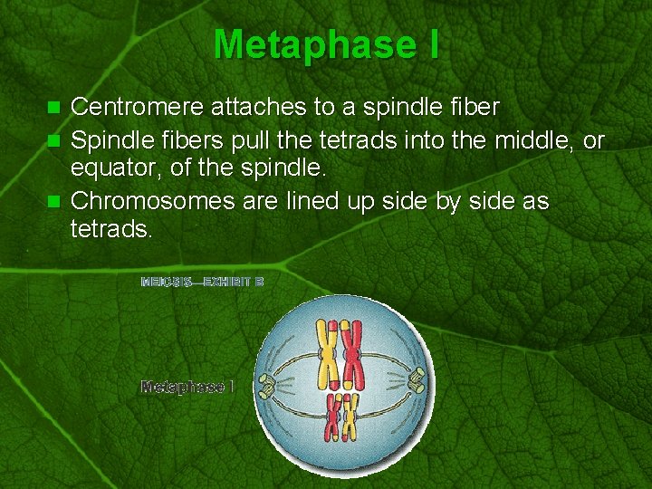 Slide 46 Metaphase I Centromere attaches to a spindle fiber n Spindle fibers pull