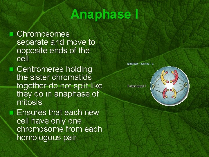 Slide 47 Anaphase I Chromosomes separate and move to opposite ends of the cell.