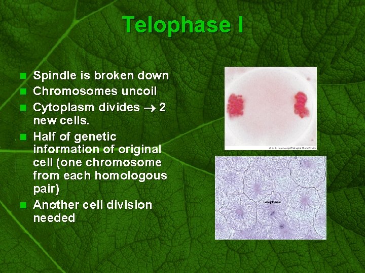 Slide 48 Telophase I n n n Spindle is broken down Chromosomes uncoil Cytoplasm