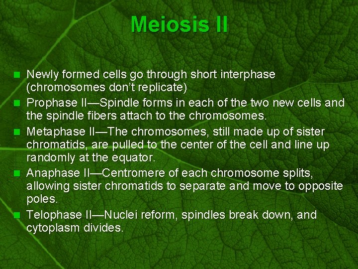 Slide 49 Meiosis II n n n Newly formed cells go through short interphase