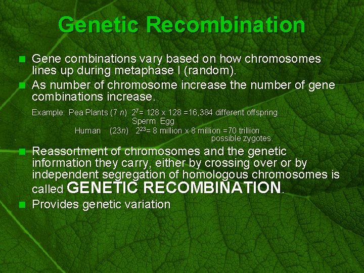 Slide 54 Genetic Recombination Gene combinations vary based on how chromosomes lines up during