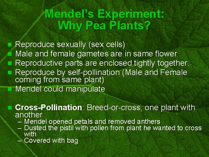 Slide 6 Mendel’s Experiment: Why Pea Plants? Reproduce sexually (sex cells) Male and female