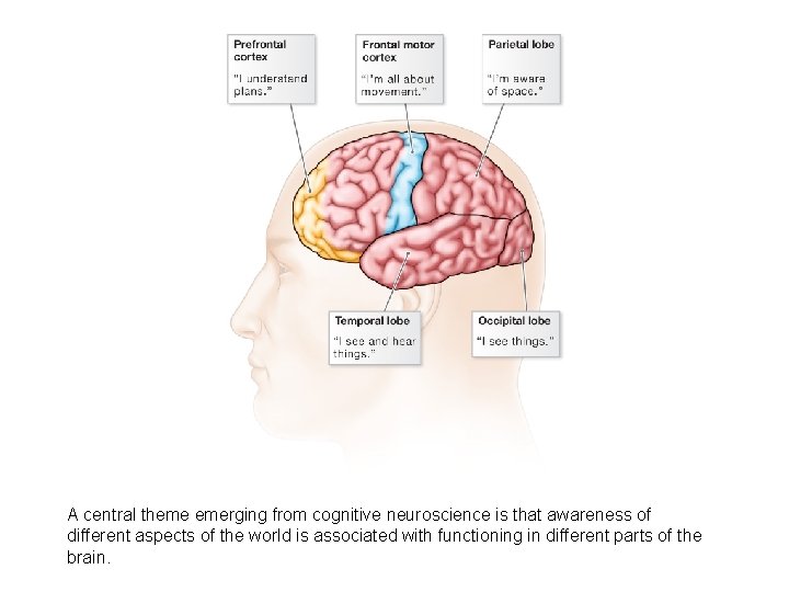 A central theme emerging from cognitive neuroscience is that awareness of different aspects of