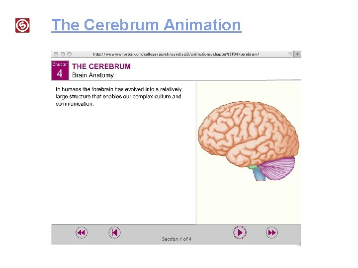 The Cerebrum Animation 
