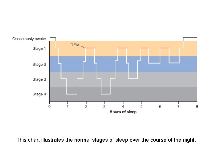 This chart illustrates the normal stages of sleep over the course of the night.