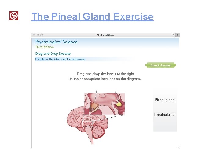 The Pineal Gland Exercise 