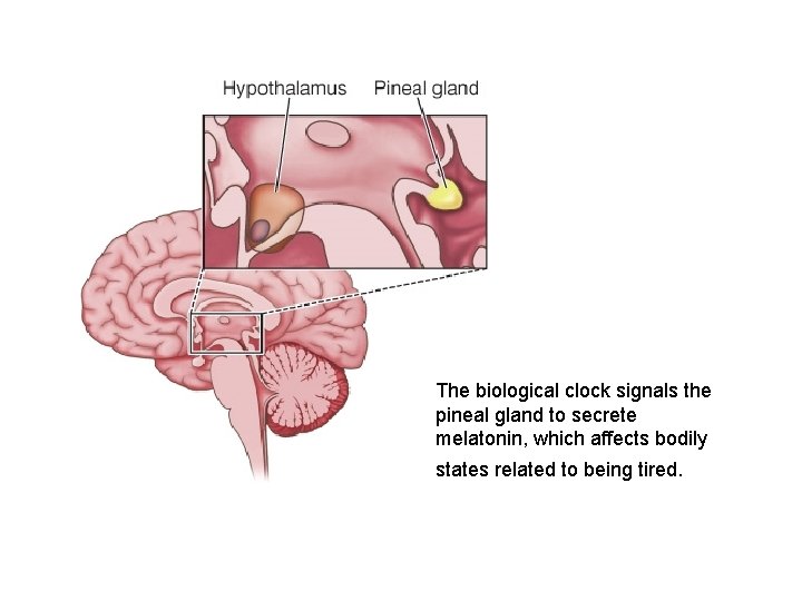 The biological clock signals the pineal gland to secrete melatonin, which affects bodily states