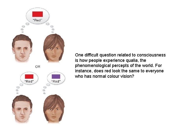 One difficult question related to consciousness is how people experience qualia, the phenomenological percepts