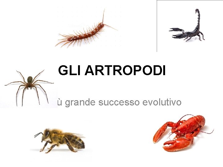 GLI ARTROPODI Il più grande successo evolutivo 