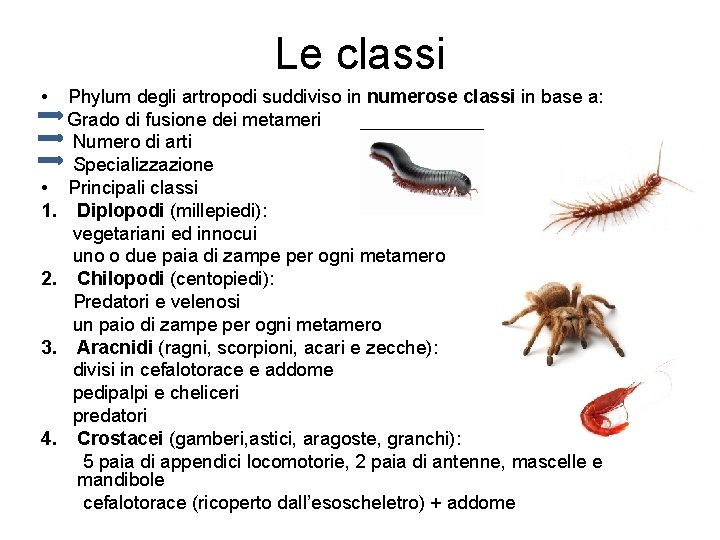 Le classi • • 1. 2. 3. 4. Phylum degli artropodi suddiviso in numerose