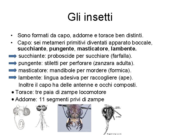 Gli insetti • Sono formati da capo, addome e torace ben distinti. • Capo: