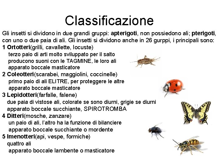 Classificazione Gli insetti si dividono in due grandi gruppi: apterigoti, non possiedono ali; pterigoti,