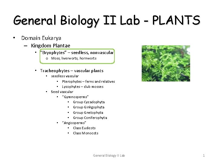 General Biology II Lab - PLANTS • Domain Eukarya – Kingdom Plantae • “Bryophytes”
