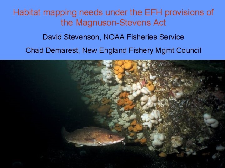 Habitat mapping needs under the EFH provisions of the Magnuson-Stevens Act David Stevenson, NOAA