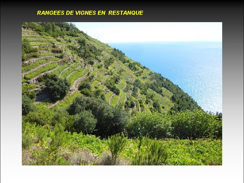 RANGEES DE VIGNES EN RESTANQUE 