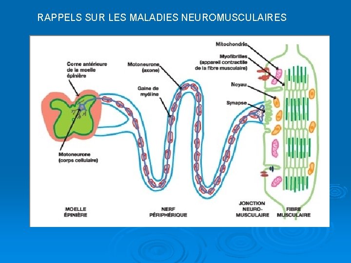 RAPPELS SUR LES MALADIES NEUROMUSCULAIRES 