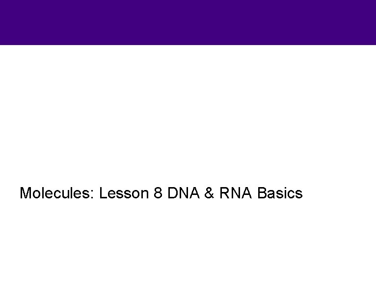 Molecules: Lesson 8 DNA & RNA Basics 