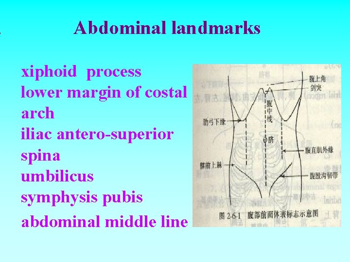 . Abdominal landmarks xiphoid process lower margin of costal arch iliac antero-superior spina umbilicus