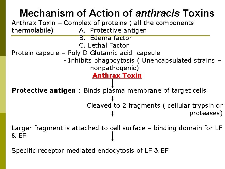 Mechanism of Action of anthracis Toxins Anthrax Toxin – Complex of proteins ( all