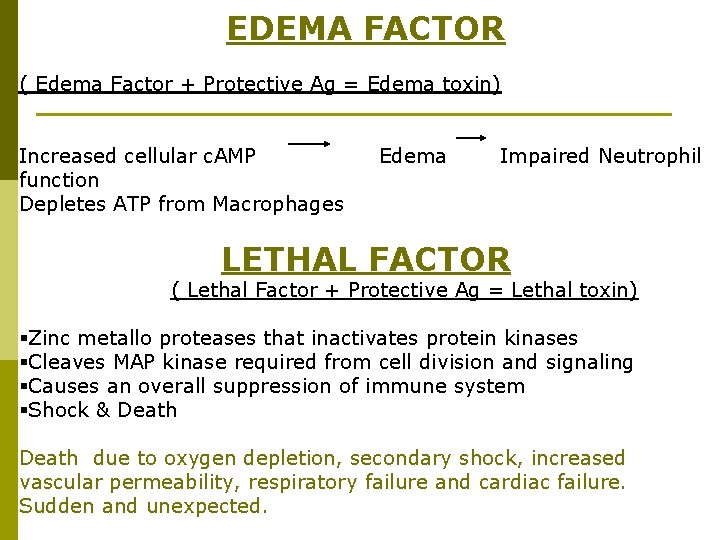 EDEMA FACTOR ( Edema Factor + Protective Ag = Edema toxin) Increased cellular c.