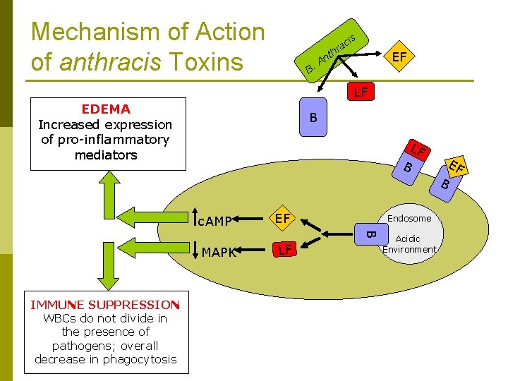 Mechanism of Action of anthracis Toxins is ac hr B. t An EF LF