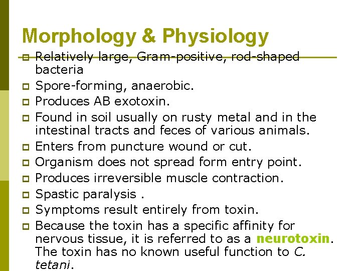 Morphology & Physiology p p p p p Relatively large, Gram-positive, rod-shaped bacteria Spore-forming,