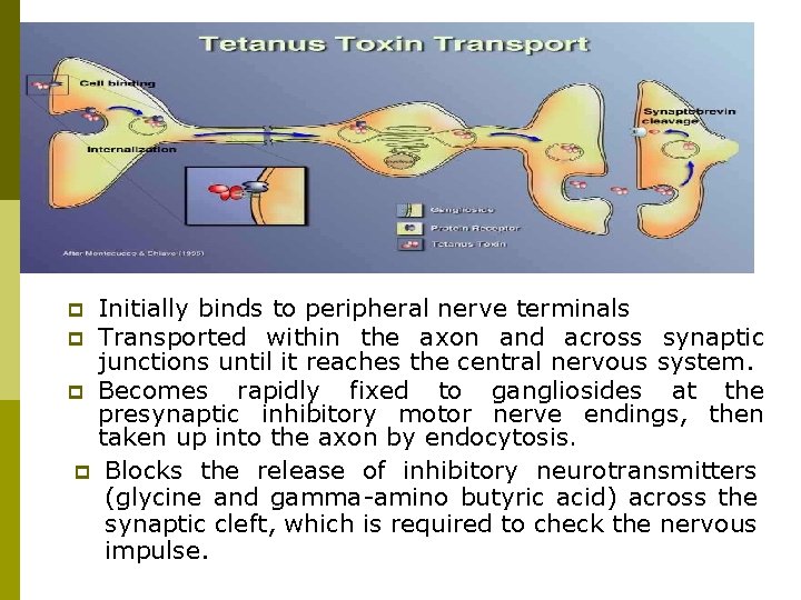 Initially binds to peripheral nerve terminals p Transported within the axon and across synaptic