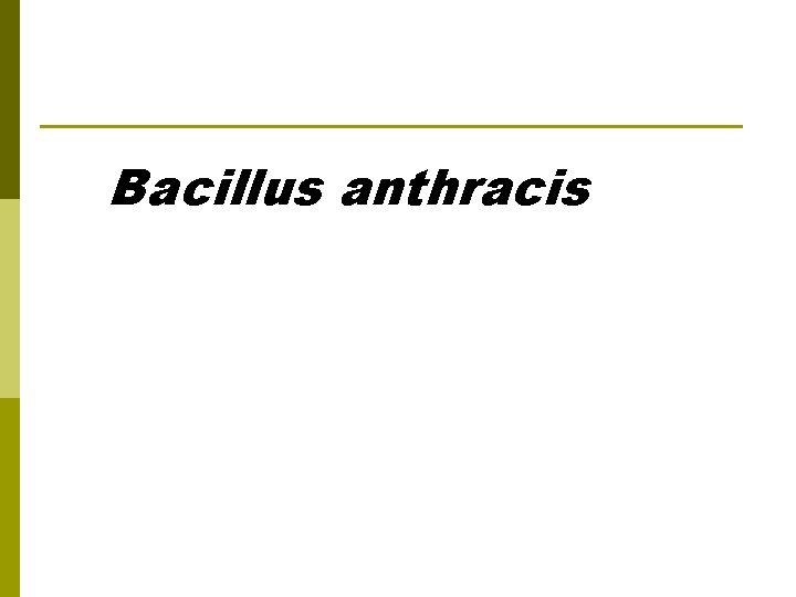 Bacillus anthracis 