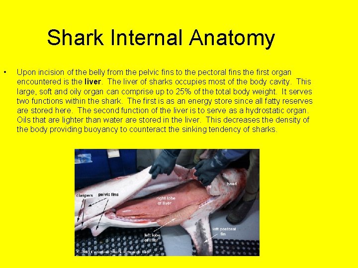 Shark Internal Anatomy • Upon incision of the belly from the pelvic fins to