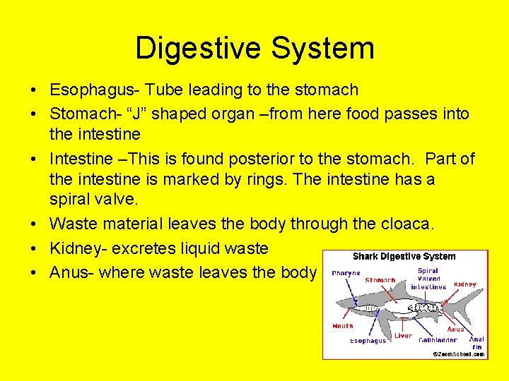 Digestive System • Esophagus- Tube leading to the stomach • Stomach- “J” shaped organ