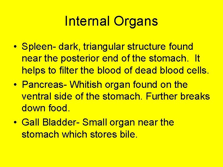 Internal Organs • Spleen- dark, triangular structure found near the posterior end of the