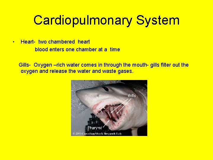 Cardiopulmonary System • Heart- two chambered heart blood enters one chamber at a time