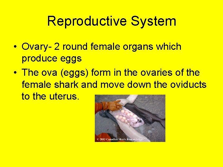 Reproductive System • Ovary- 2 round female organs which produce eggs • The ova
