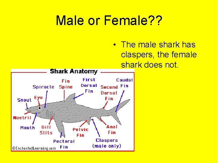 Male or Female? ? • The male shark has claspers, the female shark does