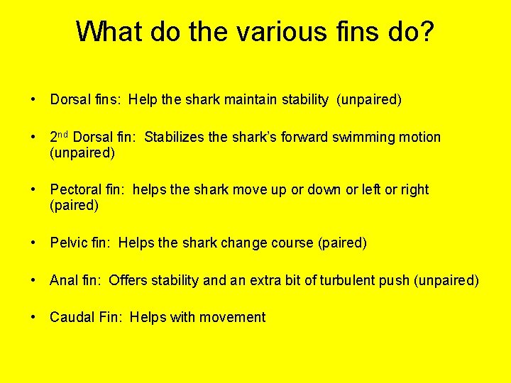 What do the various fins do? • Dorsal fins: Help the shark maintain stability