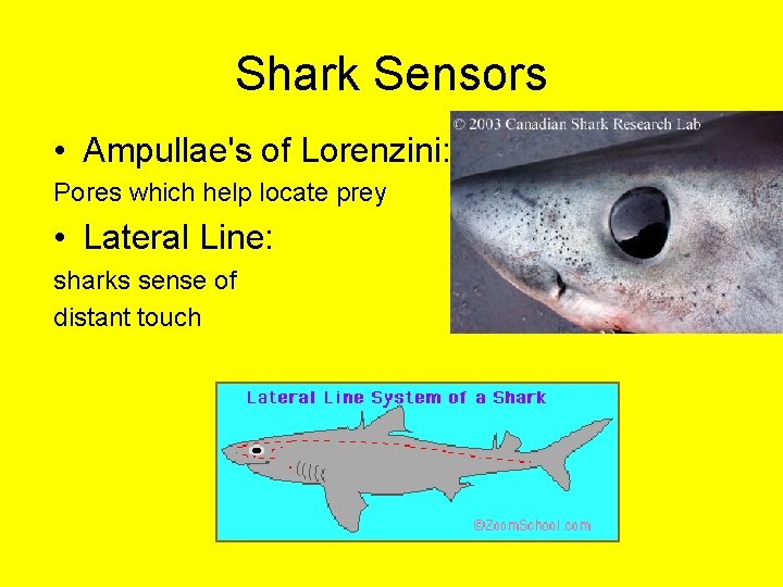 Shark Sensors • Ampullae's of Lorenzini: Pores which help locate prey • Lateral Line: