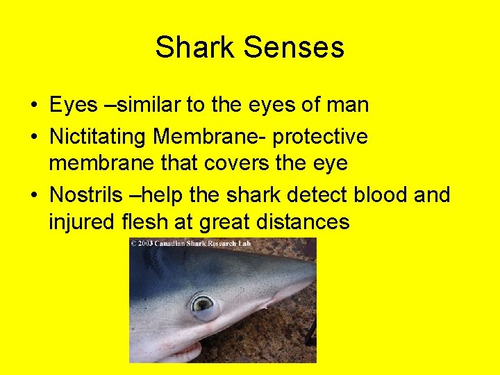 Shark Senses • Eyes –similar to the eyes of man • Nictitating Membrane- protective
