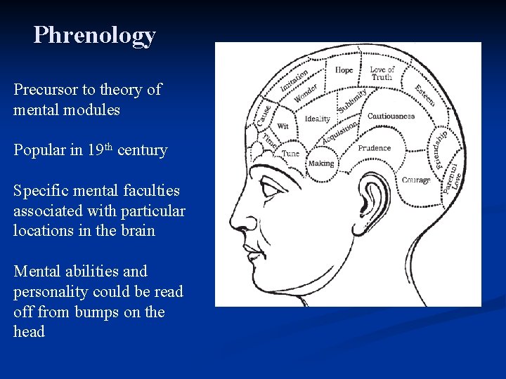 Phrenology Precursor to theory of mental modules Popular in 19 th century Specific mental Phrenology Precursor to theory of mental modules Popular in 19 th century Specific mental