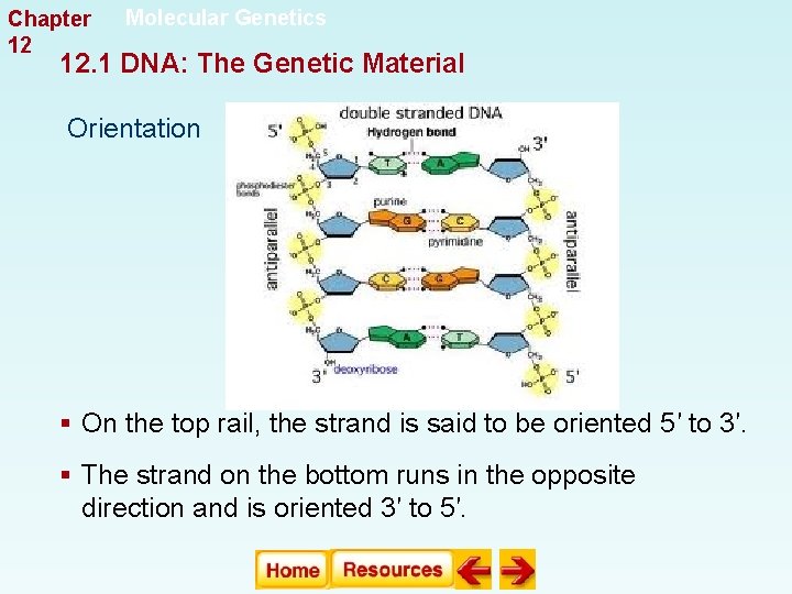 Chapter 12 Molecular Genetics 12. 1 DNA: The Genetic Material Orientation § On the Chapter 12 Molecular Genetics 12. 1 DNA: The Genetic Material Orientation § On the