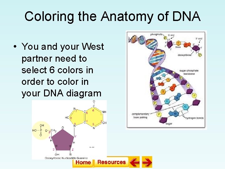 Coloring the Anatomy of DNA • You and your West partner need to select Coloring the Anatomy of DNA • You and your West partner need to select